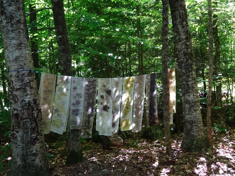 A row of eco printed silk scarves hanging to dry between trees in the woods